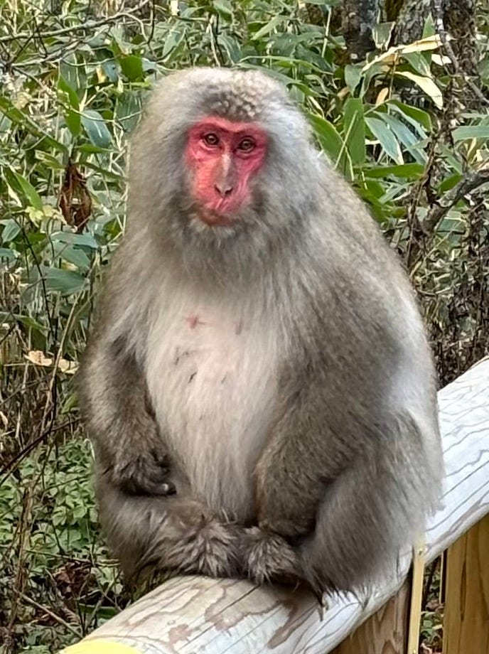 A snow monkey on a bridge and the author on her bicycle in the mountains