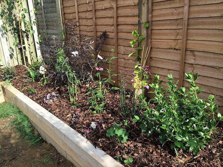 Newly planted borders