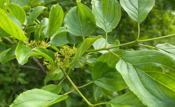 Leafy common buckthorn and flowering branch with images of seed cleaning and cleaned seed