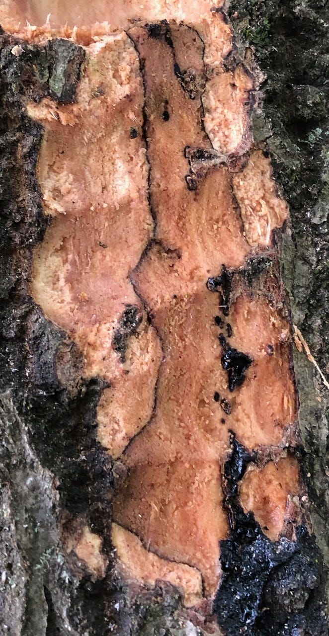 Lesion under the bark of an infected live oak, typical of P. ramorum, and Annulohypoxylon, dark fruiting bodies and tan frass from ambrosia beetle infestation often appear on oaks dying of P. ramorum infection.