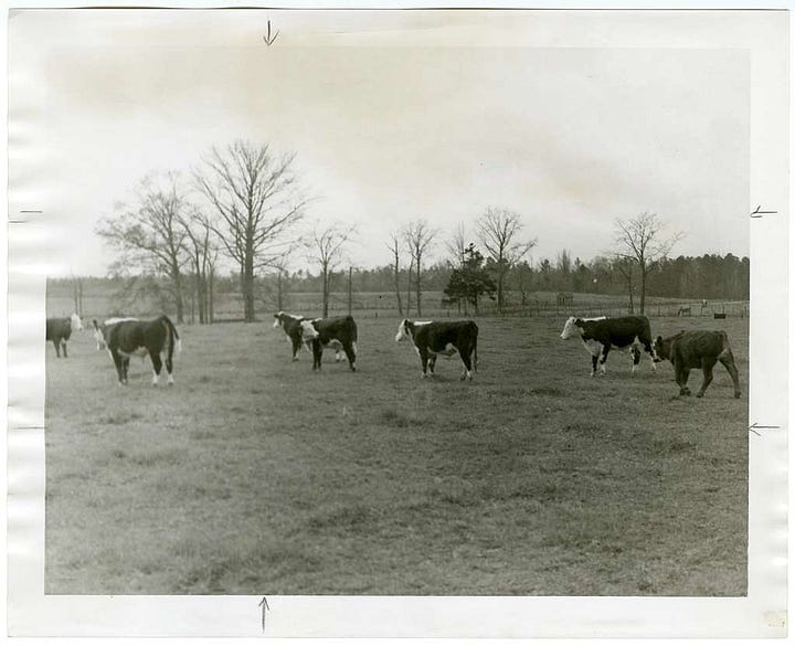 Black and white photographs of cattle herds in rural landscapes. Groupings of cows graze with trees in the background.