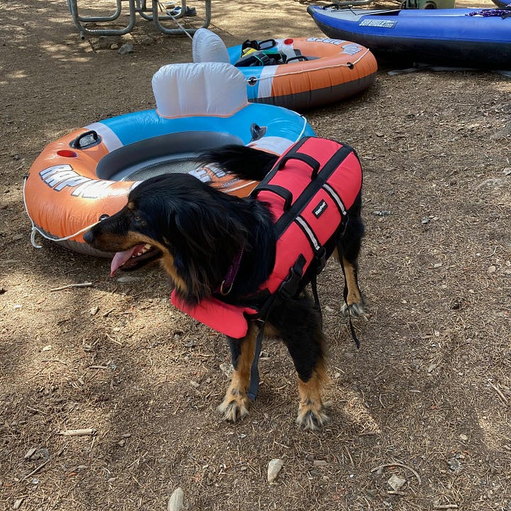 Black and brown dog 1) wearing a life vest outside, 2) smiling at the camera with a Santa hat on, 3) sitting in a bathtrub looking sad, and 4) lying in the grass looking happy