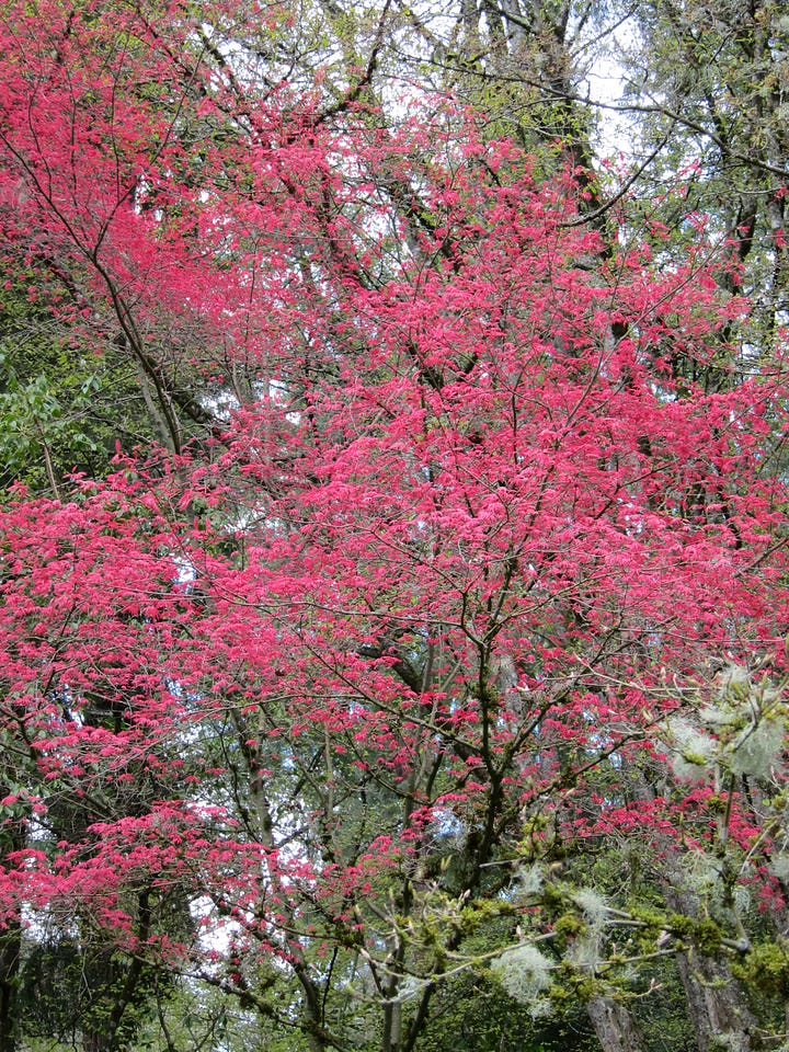 Several shots of the Deshojo Japanese maple crimson colored foliage with dark wiry branches and trunk layered over the green of the rest of the garden.