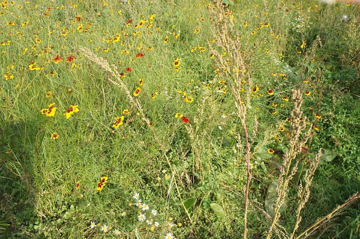 The coreopsis tinctoria trial plot, showing the plant close up, and the weeds scattered amongst the tall flowering plant.