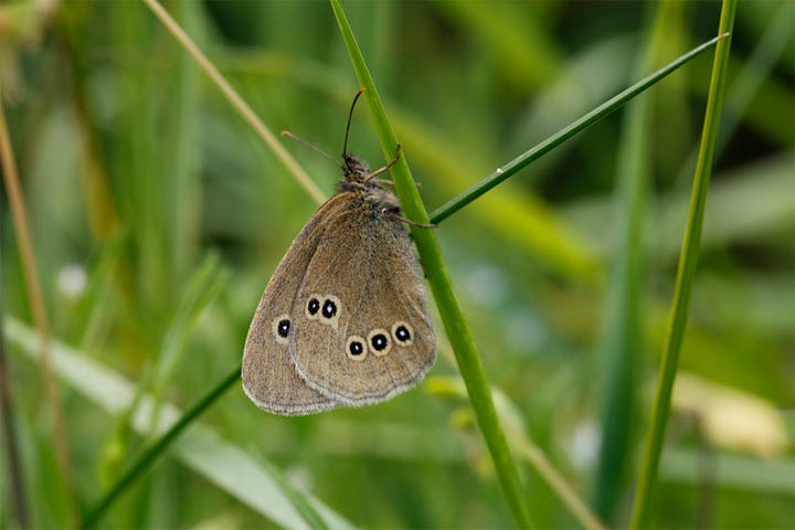 Scottish insects and wildflowers