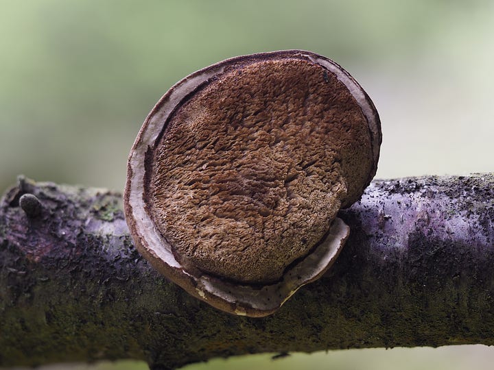 Birch Polypore mushroom growing from a branch