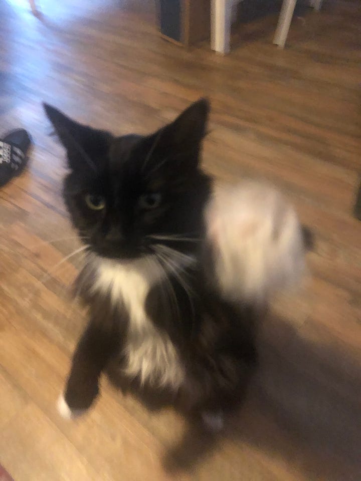 Some of my favorite photos of my long-haired tuxedo cat, Zadie