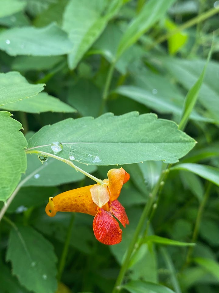 Jewelweed, Impatiens capensis and Impatiens pallida