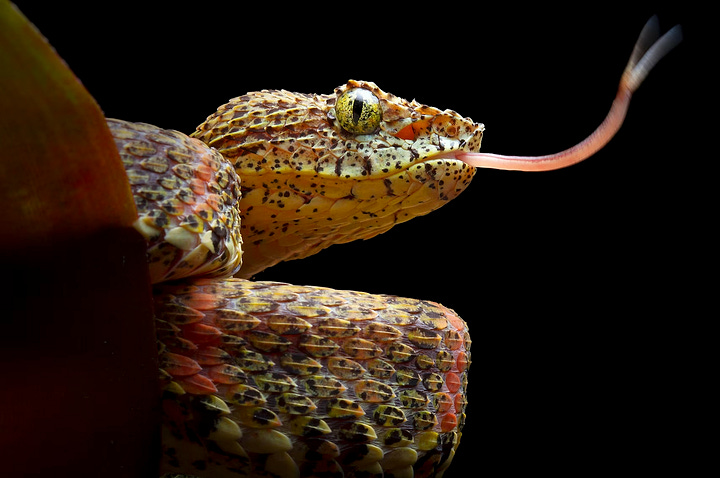 Eyelash viper images by Alejandro Arteaga