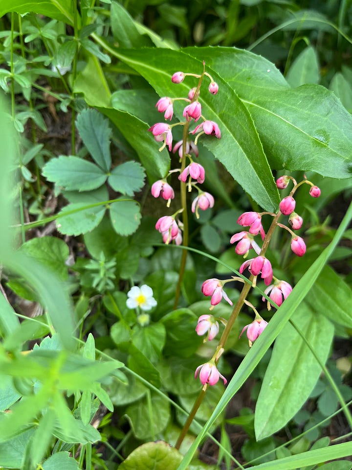 From left to right: downturned pink blossoms of the pink pyrola foregrounded against green marsh foliage and a white wild strawberry blossom; and a column of pale yellow flowers of the bog orchid