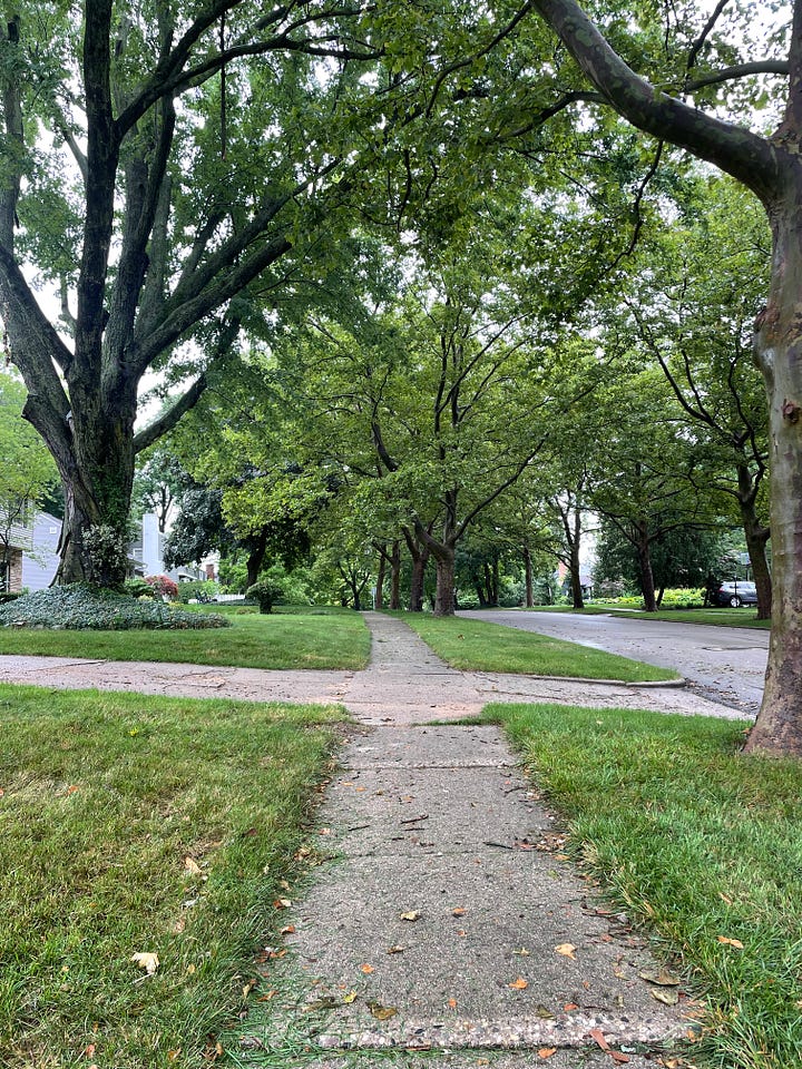 a set of feet in pink boots standing in a puddle while rain falls; a tree lined street view