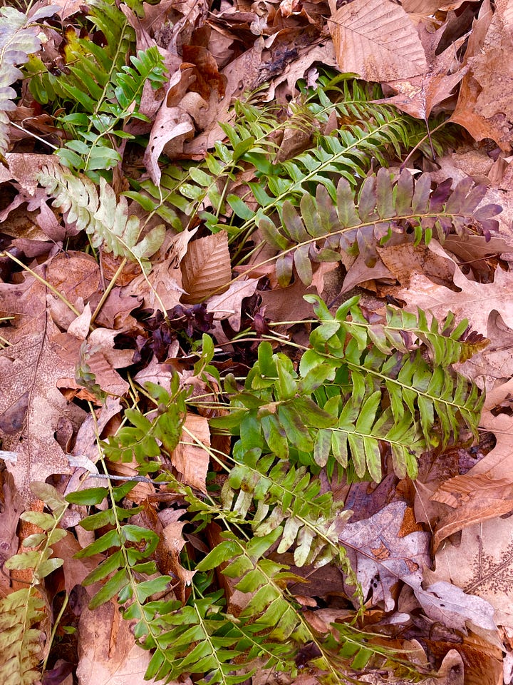 Woodland ferns are candidates for cutting back at this time of year. 