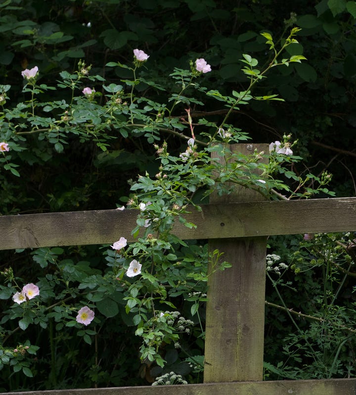 Fence with dog rose flowering and wall with trellis and vine-like plants