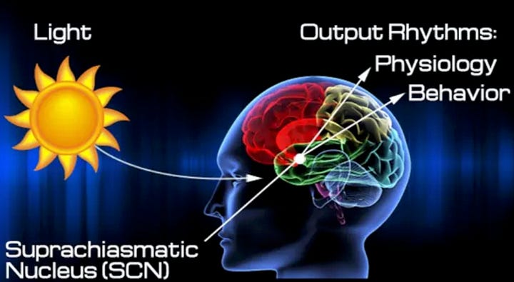 suprachiasmatic nucleus vs hypothalamus