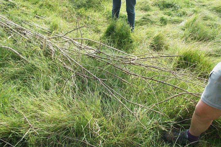 The Brickpits farm showing the hedges and grazing land.