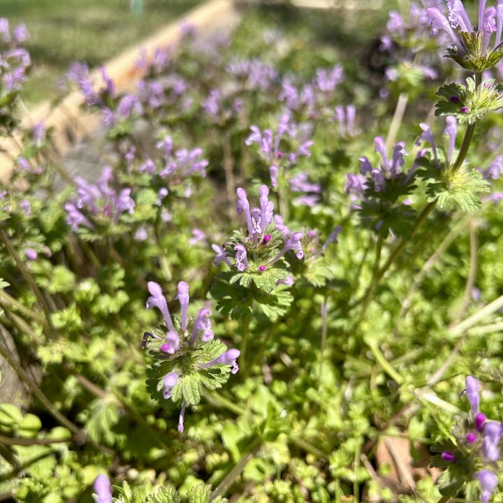 The left image shows a patch of henbit plnats with lilac-colored flowers. The right image shows an endless cluster of purple deadnettle, which is beginning to bloom with tiny purple flowers.