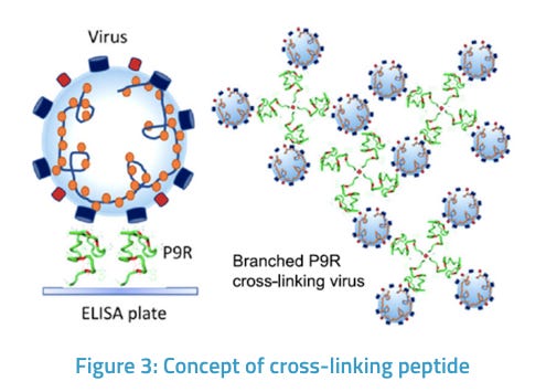 A Dual-Functional Antiviral Peptide Inhibits Two Entry Pathways of SARS-CoV-2