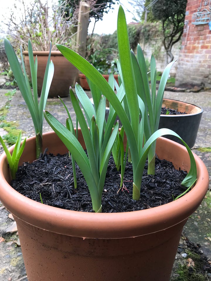 Image on the left of tall green leafy shoots in a pot of compost and on the right there's a close up image of compost with small green and one white crocus flower poking their heads out.