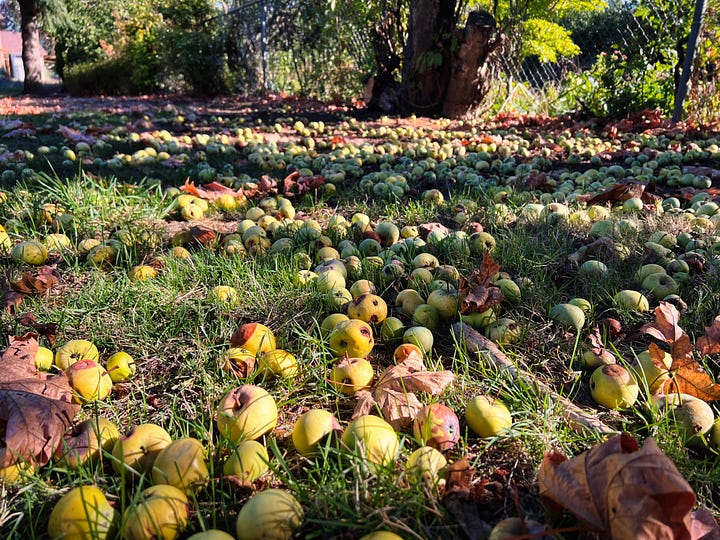 Fall scenes from the park near my house -- leafy trees, a daytime moon behind an oak tree, a dandelion puff surrounded by yellow flowers, and golden apples covering grassy ground