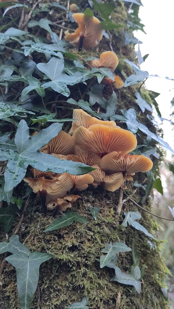 Flat orange mushrooms grow in a bunch up the side of a tree, surrounded by ivy leaves