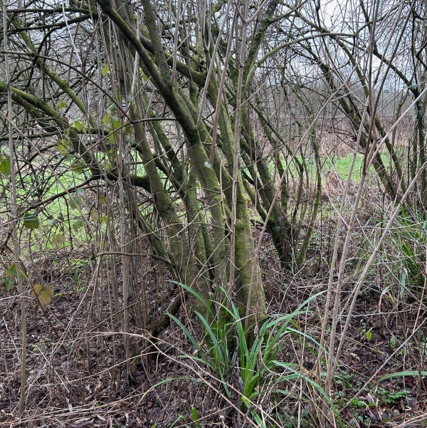 Two images show overgrown shrub abd cut stump