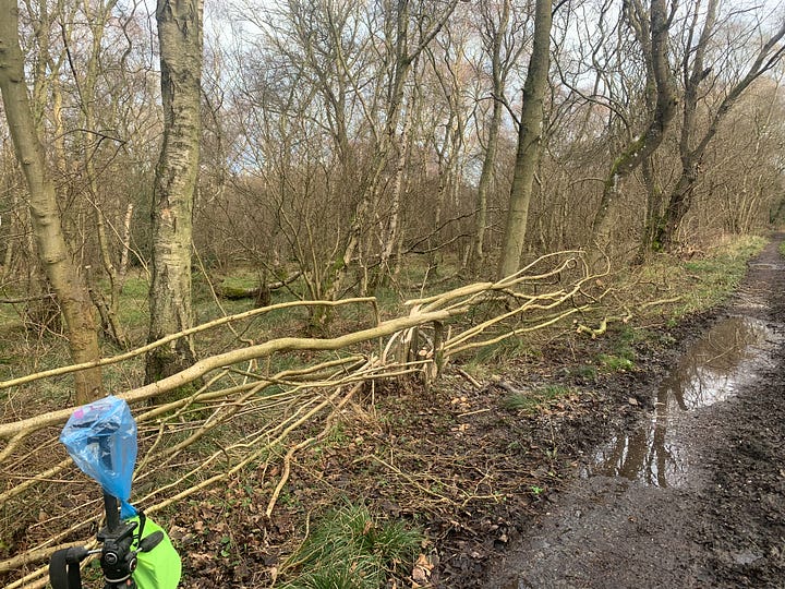 Experimenting with pleach cutting a hazel stool to create a hedge and allow for natural regeneration.