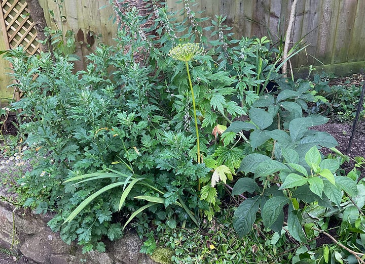 Shrubby growth of Siberian ginseng in leaf in two gardens