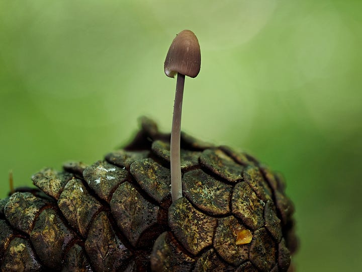 tiny purple mushroom growing on a pinecone