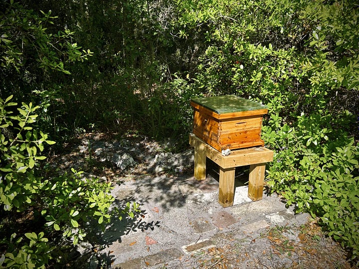 Me in a bee suit, smiling but hesitant. Me holding the hive. A bee feeder in a plant pot with stones. The bee hive tucked into an enclave surrounded by oak branches.