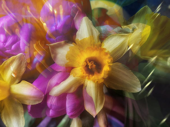 Double exposure images of purple tulips and yellow daffodils filling the frame