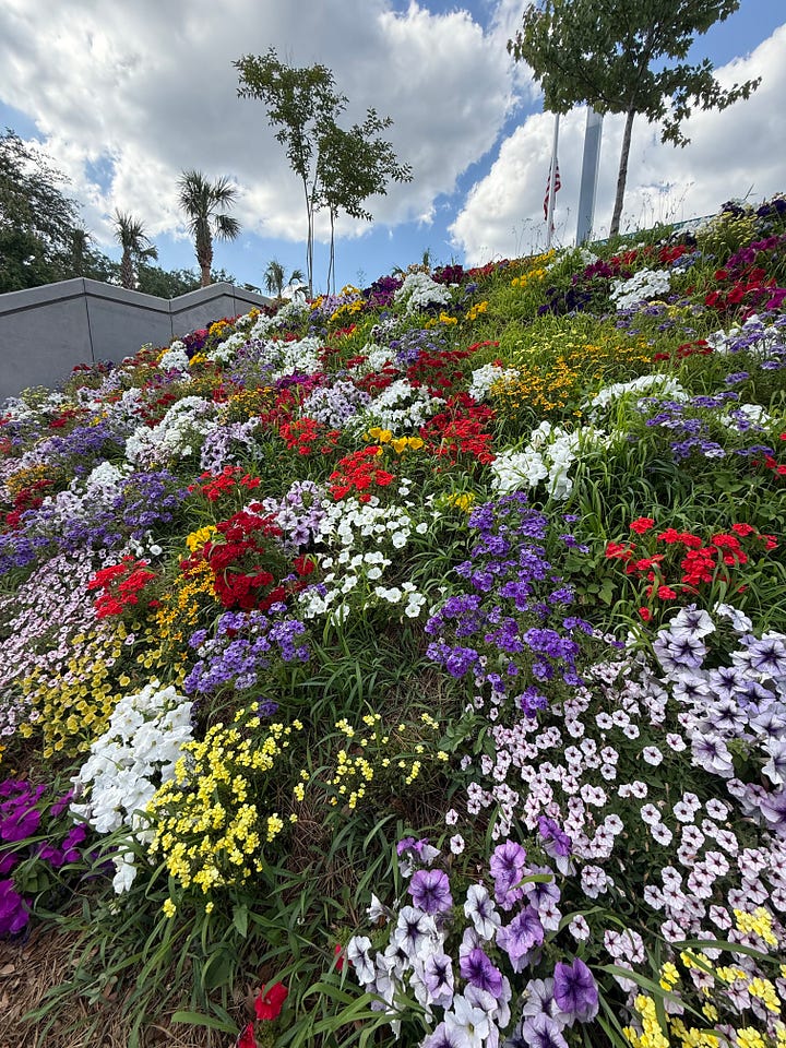 Left: flowers of many colors on an embankment in Tallahassee. Right: two roses on the ground in an industrial custodial wash basin.