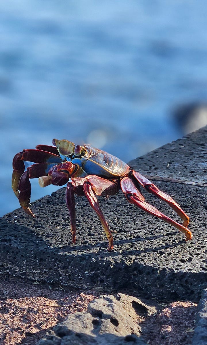 A series of photos of a sally lightfoot crab in the Galapagos creeping along the pier with a cigarette stub in its mouth.