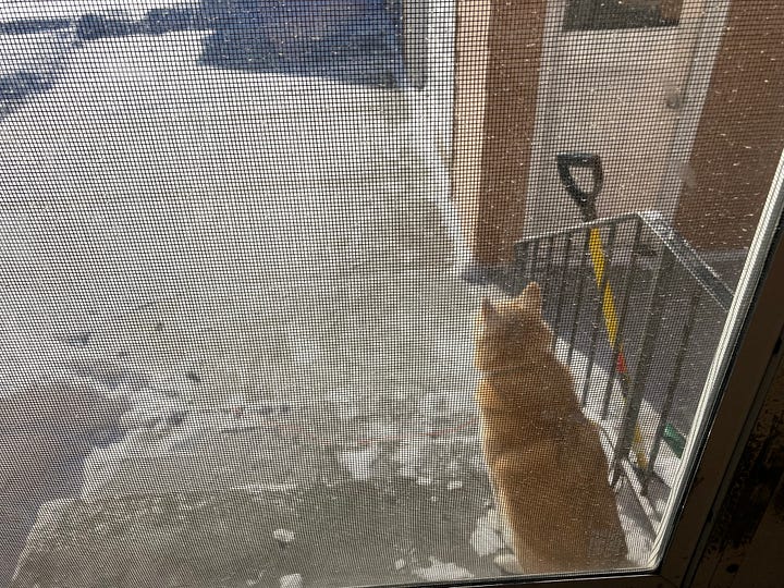 medium ginger shiba inu curled up in cosy chair, a crochet project in blue and gold, a pile of yarn skeins on the bed, same dog sat at the top of the house steps from behind