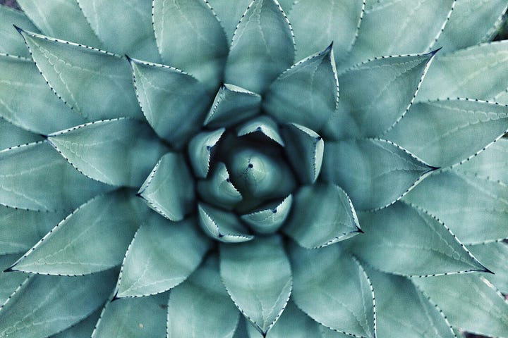 A bottle of Don Mateo Cupreata artesanal mezcal which was one of my favorites. Agave plant seen from the top - photo Erol Ahmed via Unsplash.