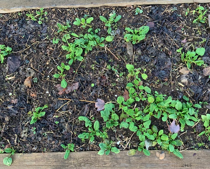 Overwintering spinach
