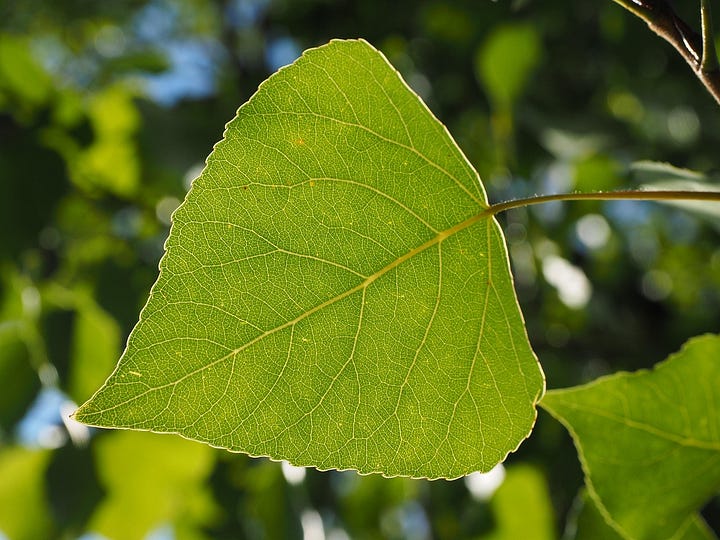 Leaves of the black poplar in fall, and a leaf detail showing the veins