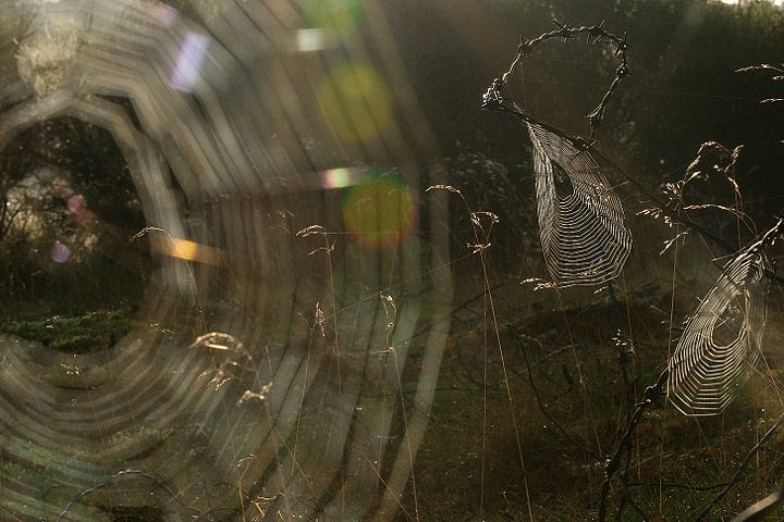 Orb webs glint and beckon, the silk woven on a rollercoaster of old barbed wire. The spider sits to the side, using the twisted wire and its metal thorns as cover. 