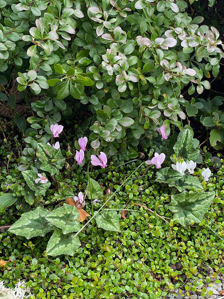 Katsura tree colchicum cyclamen