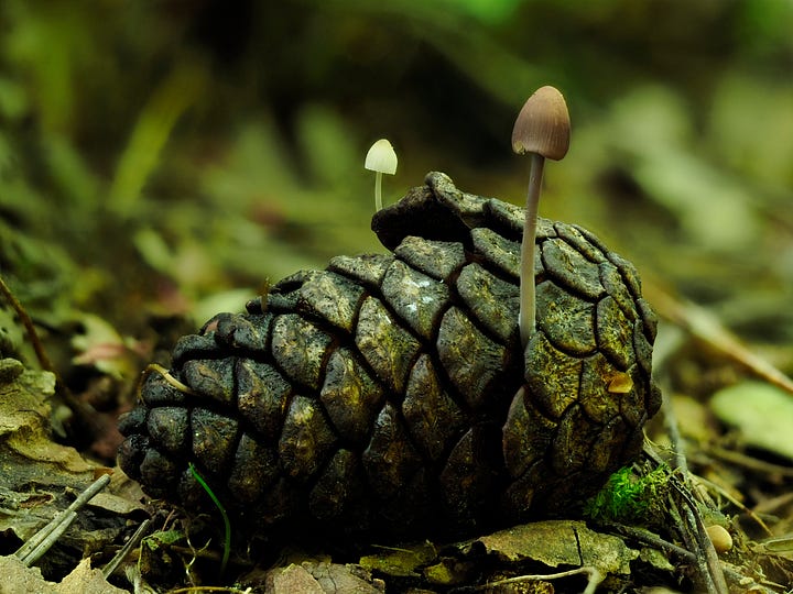 tiny purple mushroom growing on a pinecone