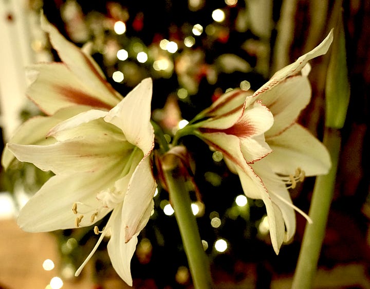 large flowers with cream and red petals