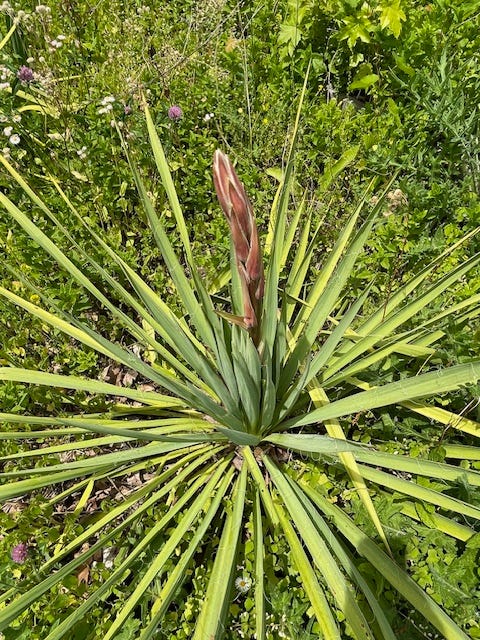 clockwise starting at upper left: yucca rosette produces  a flowering stem, flowering panicle, green fruits, dried fruit showing seeds