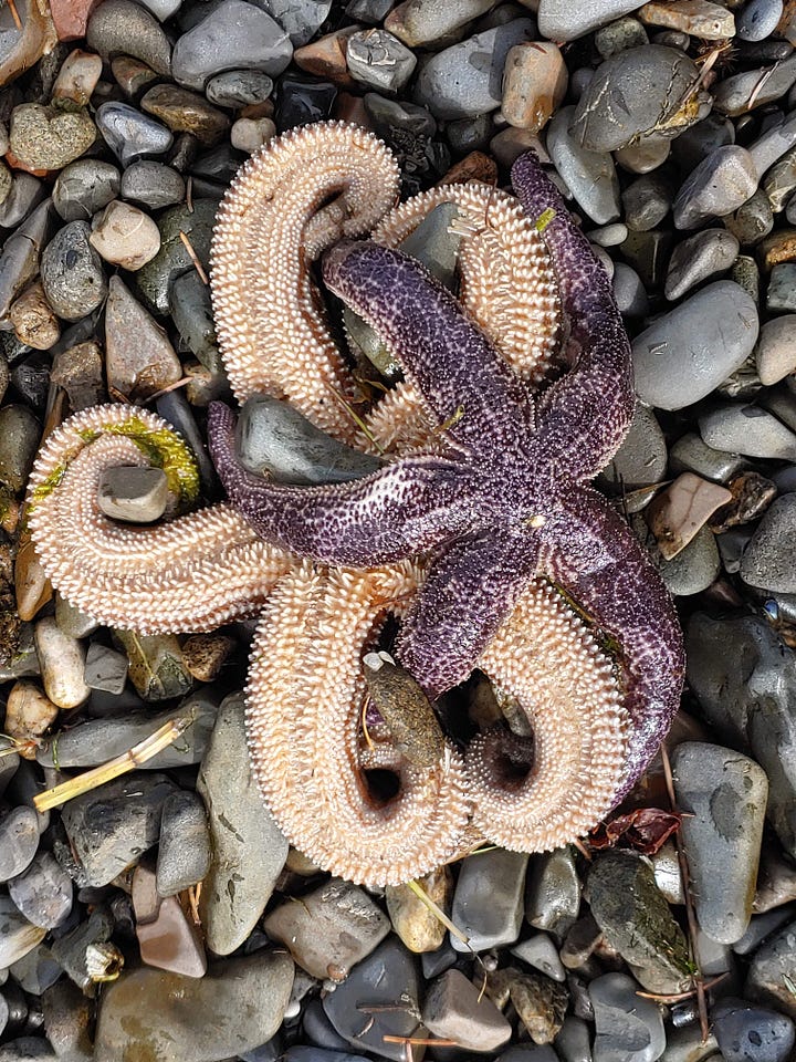 Colorful starfish on rocky shore.