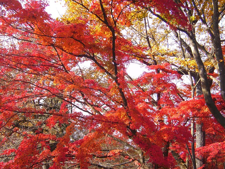 The images show red automn leaves and Caroline in 2010