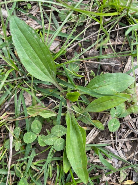 1 narrow leaf plantain, left and 2 broad leaf plantain, right. 
