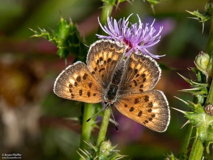 Salt Marsh Copper (Tharsalea dospassosi) / © Bryan Pfeiffer