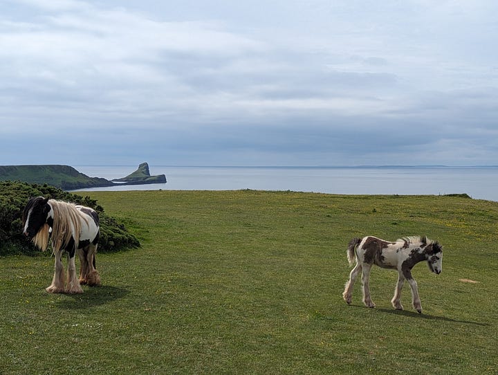 gower tour of beaches and cafes