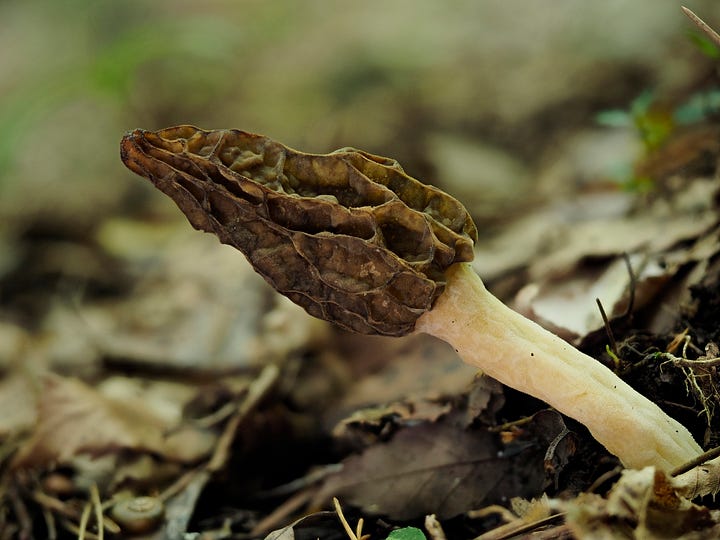 brown morel mushroom