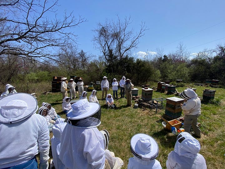 Beekeepers in a yard; two packages of bees.