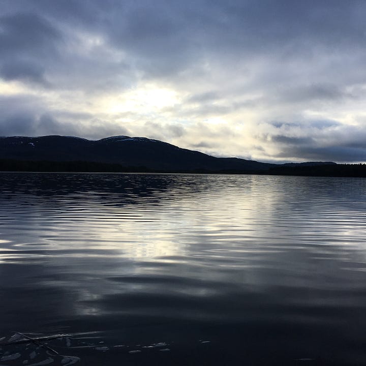 Images: 1. looking up to the top of the Scots pine trees; 2. Loch Garten just after 12pm with the sun trying to rise behind; 3. me looking pleased following a two-minute swim, with sun shining behind and glistening on the beads of water on my skin; 4. a robin peers at me from a tree.