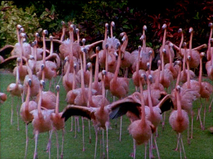 LEFT: Pink Flamingos (1972), directed by John Waters. RIGHT: real flamingos in opening of Miami Vice.